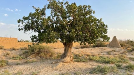 قدیمی‌ترین درخت پسته ایران