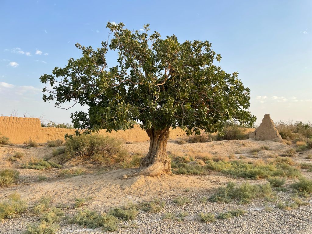 قدیمی‌ترین درخت پسته جهان