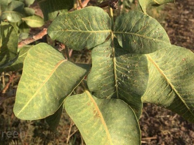 پسیل پسته(Agonoscena pistaciae)