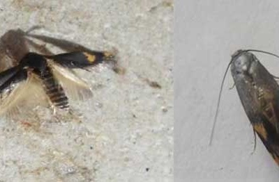 پروانه چوبخوار پسته Kermania pistaciella