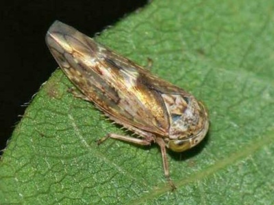 زنجرک پسته (Idiocerus stali)
