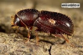 سوسک سرشاخه خوار پسته (Hylesinus vestitus)