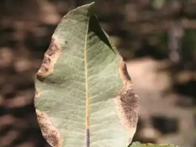 بیماری قارچی