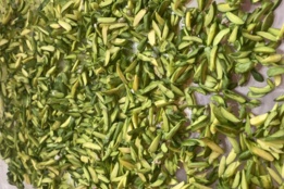 خلال پسته