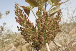 زمان ارزنی شدن پسته