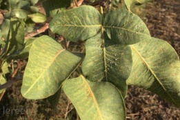 پسیل پسته(Agonoscena pistaciae)