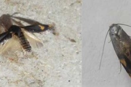 پروانه چوبخوار پسته Kermania pistaciella