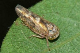 زنجرک پسته (Idiocerus stali)