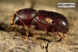 سوسک سرشاخه خوار پسته (Hylesinus vestitus)