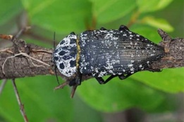 سوسک طوقه خوار پسته (Capnodis cariosa hauseri)