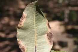 بیماری قارچی