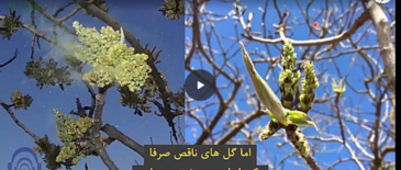 بررسی ویژگی های گیاهی و فیزیولوژیک پسته