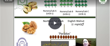 نحوه انتخاب پسته پیوندی مطلوب