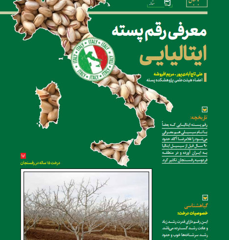 معرفی رقم پسته ایتالیایی