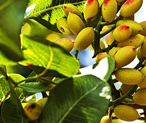 ناگفته هایی درباره پسته
