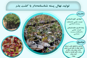 تولید نهال پسته شناسنامه‌دار با کشت بذر