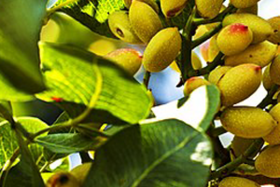 ناگفته هایی درباره پسته