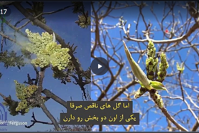 بررسی ویژگی های گیاهی و فیزیولوژیک پسته