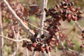 راه های کاهش گرمازدگی و آفتاب سوختگی درختان پسته