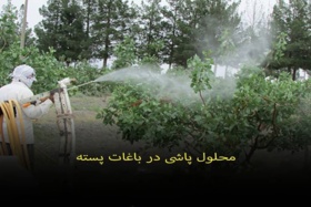 تأثیرات کاربرد محلول پاشی پتاسیم و روی بر عملکرد میوه پسته (Pistacia vera L.)