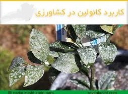 بررسی اثر پاشش برگی کائولین بر خسارت آفتاب سوختگی و خصوصیات کمی، کیفی و فیزیولوژیکی پسته رقم کله‌قوچی