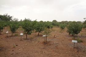 باغات اسپانیا