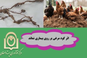 اثر کود مرغی بر حرکت لارو سن دو نماتد ریشه گرهی