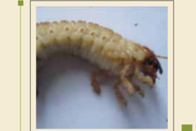 کرم سفید ریشه Polyphylla olivieri