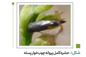 پروانه چوب‌ خوار پسته (کرمانیا)