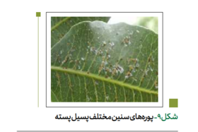 پسیل معمولی پسته (شیره خشک)