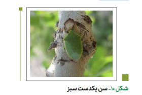 سن های زیان آور پسته