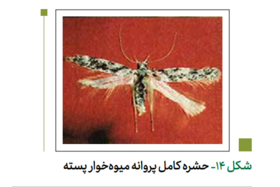 پروانه میوه‌ خوار پسته