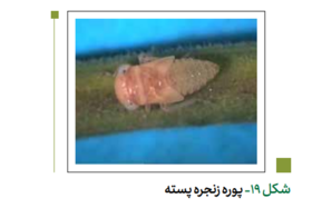 زنجره پسته