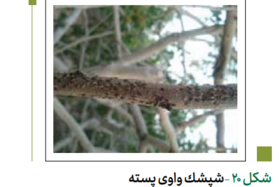 شپشک سرشاخه و میوه (شپشک واوی پسته)