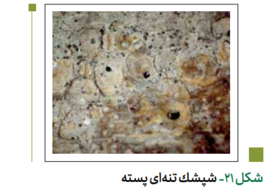 شپشک تنه‌ای درختان پسته