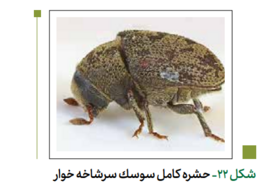 سوسک سرشاخه خوار پسته (سوسکو)