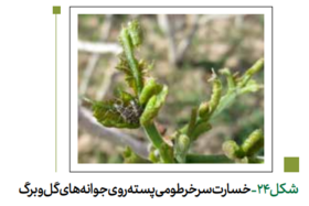سرخرطومی پسته