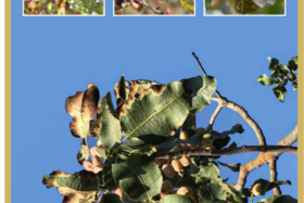بیماری سوختگی آلترناریایــی پسته