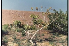 نماتد