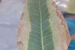 شوری اب و خاک