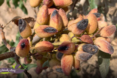 گرما زدگی