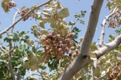 گرما زدگی