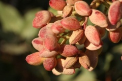 کمبود پتاسیم