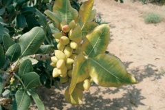 کمبود پتاسیم