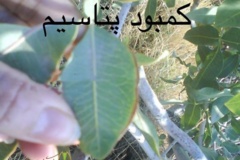 کمبود پتاسیم