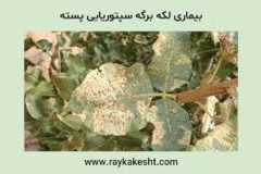 بیماری قارچی