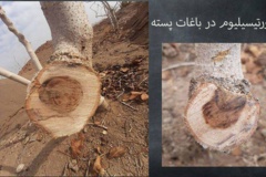 بیماری قارچی