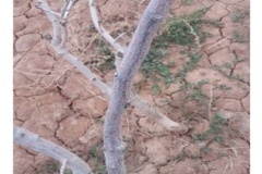 بیماری قارچی