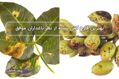 بیماری قارچی