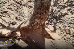 بیماری قارچی